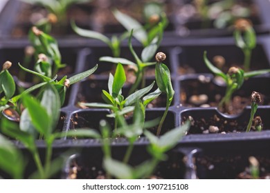 Hot Chili Peppers Seedlings Growing In A Seed Starting Tray