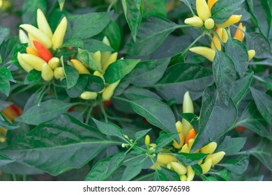 Hot Chili Vegetable Bush. Red Harvest Of Ripe Fruits. Capsicum Annuum Fruits. Growing Of Peppers In A Greenhouse. Organic Farming