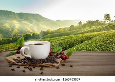 Hot Coffee Cup With Fresh Organic Red Coffee Beans And Coffee Roasts On The Wooden Table And The Plantation Background With Copy Space For Your Text