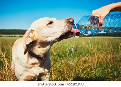 Hot day with dog. Thirsty yellow labrador retriever drinking water from the plastic bottle his owner.