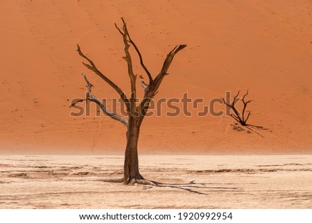 hot day landscape of Deadvlei valley with dead trees near red dune slope, Namibia