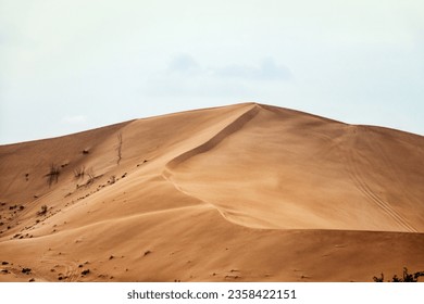 Hot deserts of southeastern part of Arabian Peninsula. Barchan dune (inland sandhill areas). Wind-curved Sandhills (Sura 46 of Holy Quran). Psammophile plants from windward side, because sand drifts