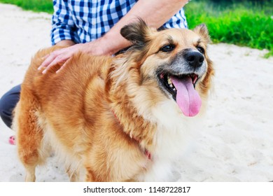 Too Hot For The Dog. Animals On Holidays, On The Beach. 