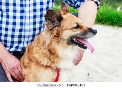 Too Hot For The Dog. Animals On Holidays, On The Beach. 