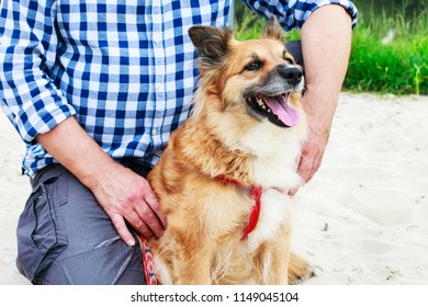 Too Hot For The Dog. Animals On Holidays, On The Beach. 