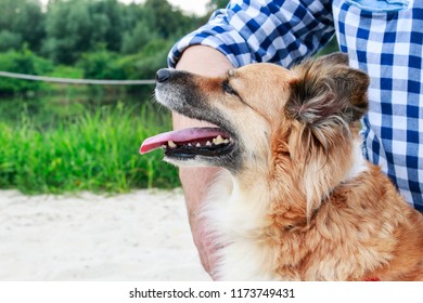 Too Hot For The Dog. Animals On Holidays, On The Beach. 