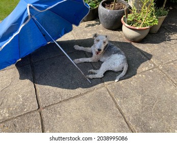 A Hot Dog Cooling Down.  Summer In The UK 2021