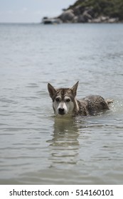 Hot Husky Like Dog Cooling Off In The Water On Koh Phangan Island In Thailand