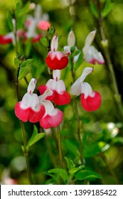 Hot Lips Cultivar Of Graham Sage