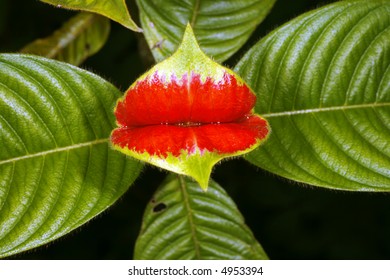 Hot Lips PLant (Psychotria Tomentosa)