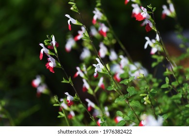 Hot Lips Sage (Salvia Microphylla). Lamiaceae Perennial Plant.