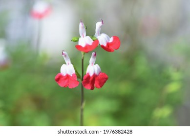 Hot Lips Sage (Salvia Microphylla). Lamiaceae Perennial Plant.