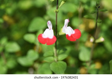 Hot Lips Sage (Salvia Microphylla). Lamiaceae Perennial Plant.