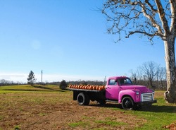A Hot Oink Painted Vintage Truck Used To Display Pumpkins In A Farm Field On The North Fork Of Long Island, NY