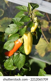 Hot Paprika Yellow And Orange Colored