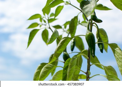 Hot Pepper Jalapeno Potted Plant.