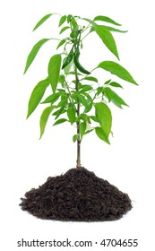 Hot Pepper Plant Blooming With Flowers And Little Peppers - Isolated On White