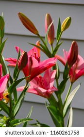 Hot Pink Asiatic Lily