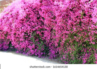 Hot Pink Bougainvillea Covering A Wall