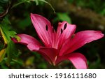 Hot Pink or Dark Pink Lily flowers are blooming during summer in the garden.