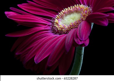 Hot Pink Gerber Daisy On Black Background