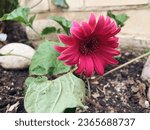 Hot pink Gerbera Flower in garden