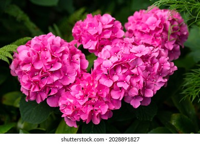 Hot Pink Hydrangea Macrophylla Flowers, Hortensia In Summer Cottage Garden.