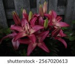 Hot pink lily flowers blooming 