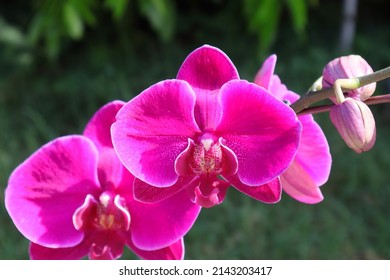 Hot pink orchid flowers with a blurred background. (Phalaenopsis orchid)