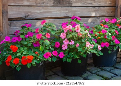 Hot pink, red and purple impatiens in pots against a brown wooden wall.