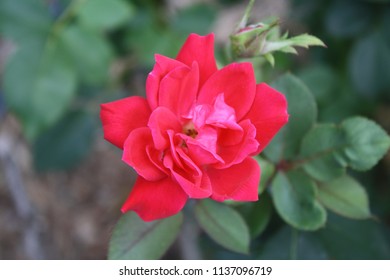 Hot Pink Rose 
