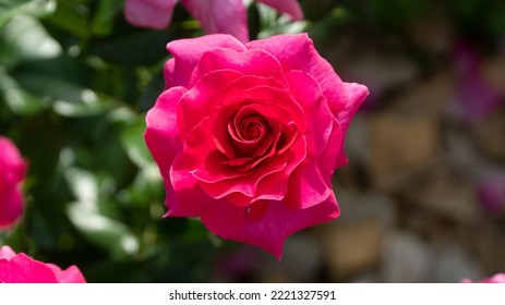 Hot Pink Rose Hot Pink Flower Bloom