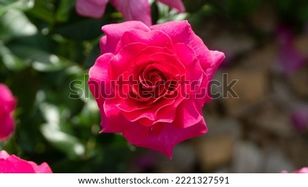 Hot Pink rose Hot Pink flower bloom
