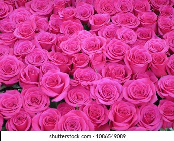 Hot Pink Roses