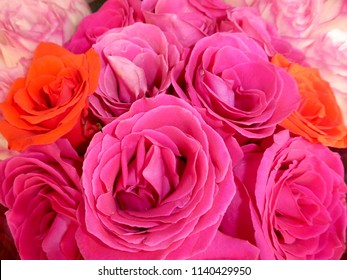 Hot Pink Roses