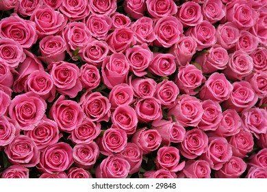 Hot Pink Roses Packed Side By Side