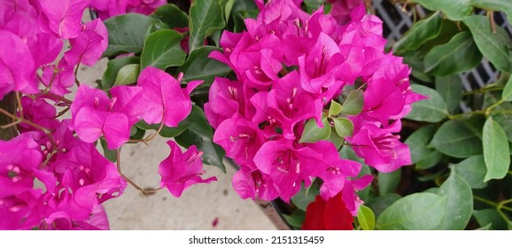 Hot Pink Tropical Bougainvillea Vine In Full Bloom.