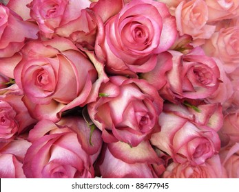 Hot Pink And White Roses