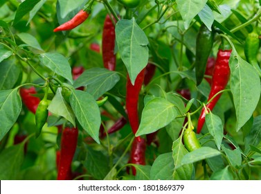 2,946 Chili stalks Images, Stock Photos & Vectors | Shutterstock