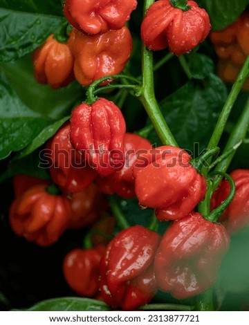 Hot Red Pepper Habanero on Plant in drops of water. Bush with ripe peppers in garden. Growing and ripening peppers. Vegetable farming. Background of green leaves. Close-up. Side view. Soft focus.