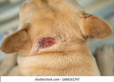 How to treat a dogs heat rash