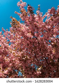 flowertree images stock photos vectors shutterstock shutterstock