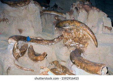Hot Springs South Dakota Mammoth Site, Mammoth fossils being unearthed, South Dakota, USA