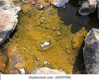 Hot Springs Water Pond With Algae And Archaea