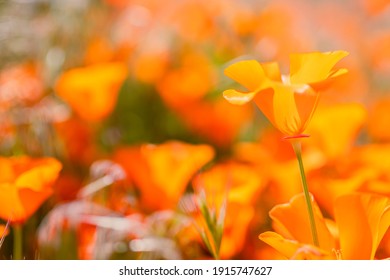 In hot summer areas, the poppies will bloom in Spring and early summer. California poppies bloom in Antelope Valley California Poppy Reserve SNR.