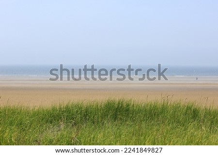 a hot summer beach with sandy beaches and green weeds growing  