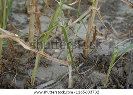 In the hot summer, the dryness destroys the cultivated maize in Soest, North Rhine Westphalia, Germany. The plants dry up from the bottom upwards. They are in encrusted soil. Close up.