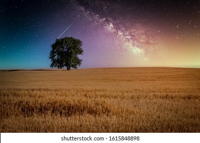 Hot Summer Night With Cereal Field Ready For Harvest, Starry Sky And Lone Standing Green Tree In The Middle Of The Field.