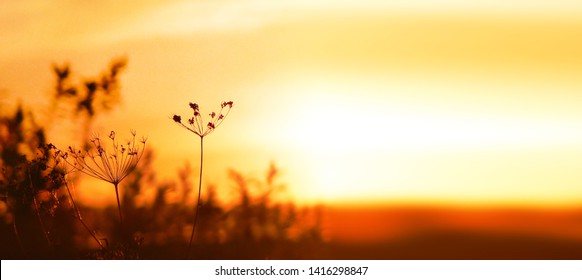 Hot Summer Sun Weather Drought Season Background. Warm Sunset Light In Field.