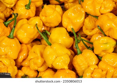 Hot Trinidad scorpion peppers in red  brown   yellow colour
